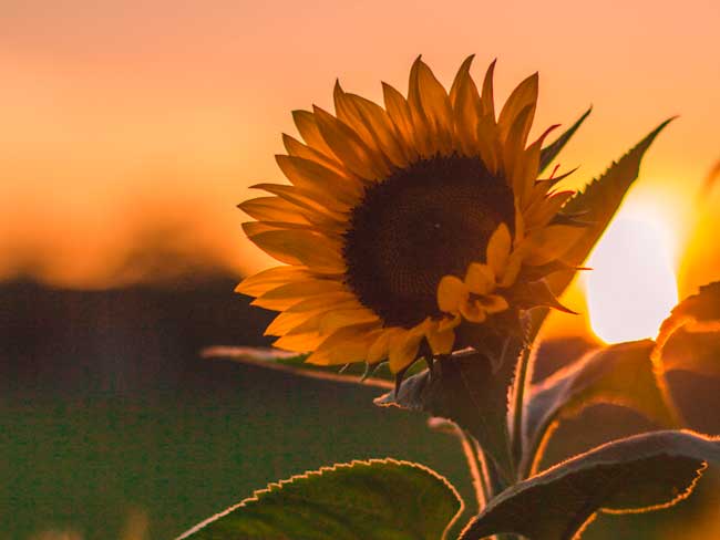 Empresa para productores agrícolas